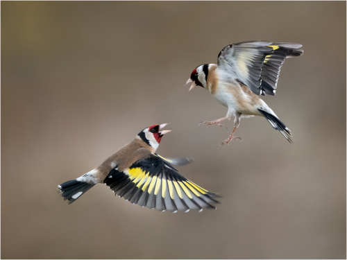 Goldfinch Quarrel by Ronnie Gilbert