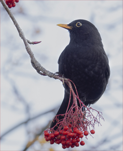 Blackbird, Red Berries by David Rayment