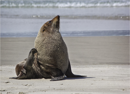 Beach Invader by Tricia Rayment