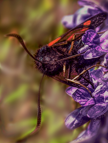 Five-spot Burnett Moth on orchid by Phillip Cartwright