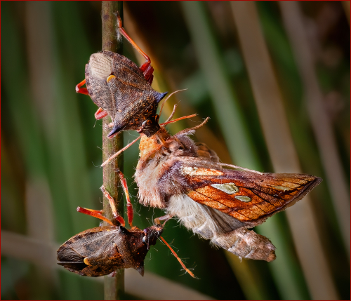 Dinner for two - Shield Bugs by David Woodthorpe