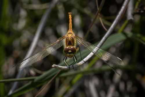 Common Darter by Graham Smith