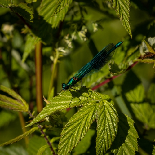 Banded-Demoiselle, Mike Rowlinson