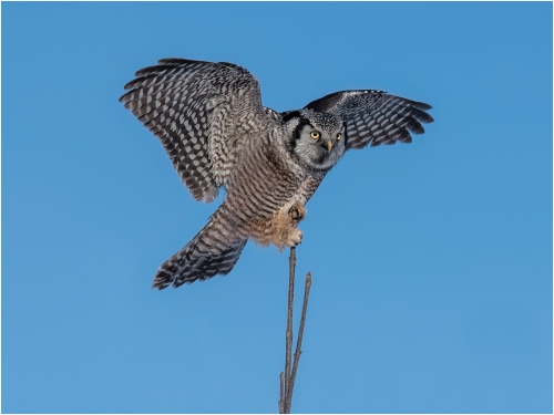 Hawk-Owl-Clinging-On, Ronnie Gilbert