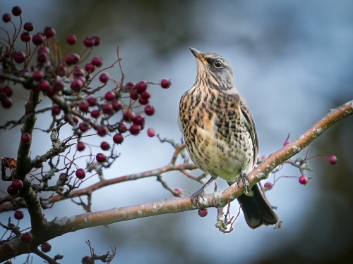 Fieldfare, Gordon Train