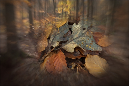 Autumn-captured, Tony Melling