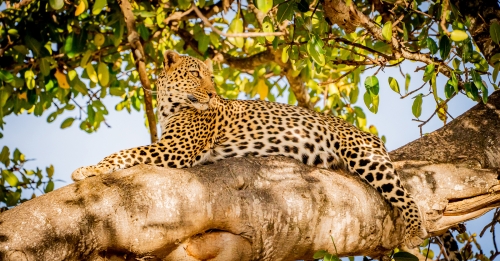 High-up-in-a-Tree, Mike Kidd