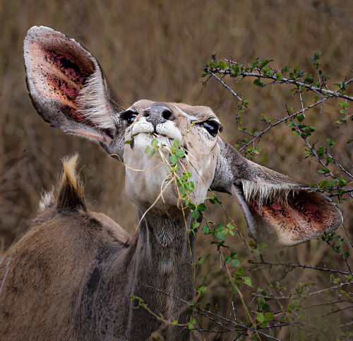 A-Thorny-Snack, Marilyn Woodthorpe