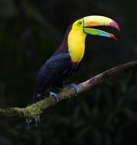 Yellow-Breasted-Toucan, Tom Stenhouse