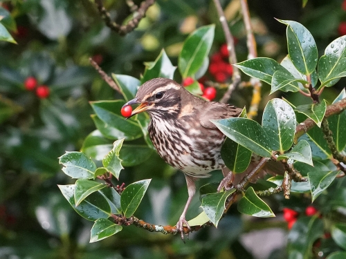 Redwing-gets-the-Berries, Gordon Train