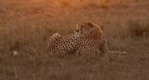 Male-Cheetah-in-Evening-Light, Julie Walker