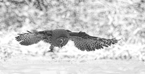 Great-Grey-Hunting-in-Snow, Pete Whieldon