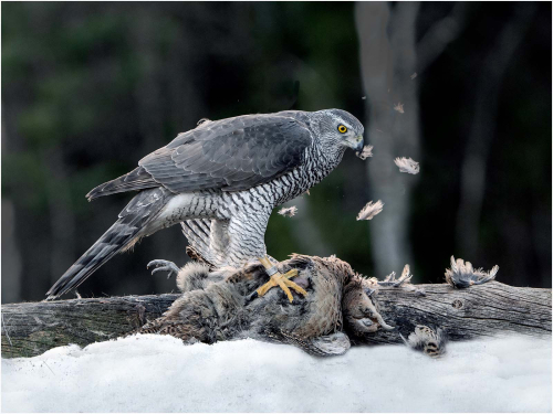 Goshawk-with-Pheasant, Ronnie Gilbert