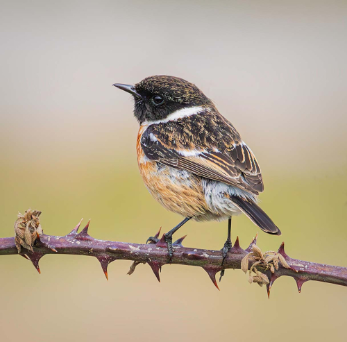 Male-Stonechat-on-Thorny-Perch, Patricia Rayment