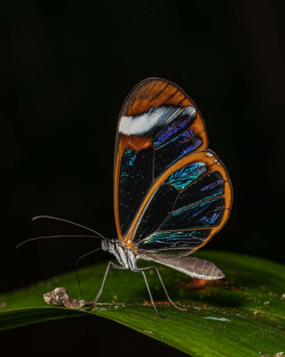 Glasswinged Butterfly, Tom Stenhouse