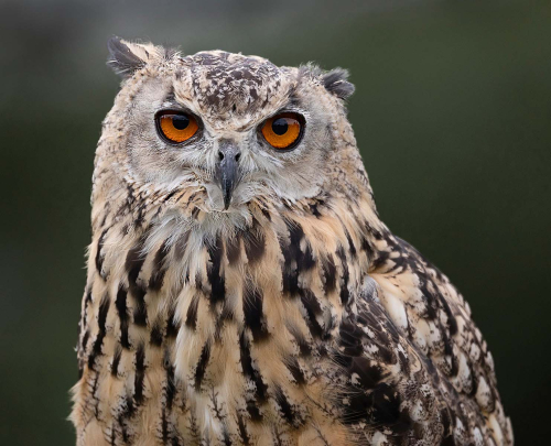 Eurasian-Eagle-Owl, Marilyn Woodthorpe