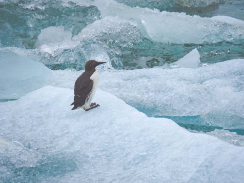 Guillemot on Ice, David Rayment