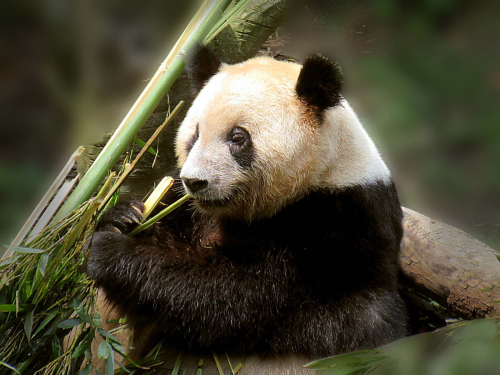 Giant-Panda, Philip Cartwright