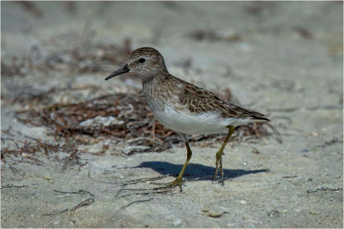 Wilsons-Plover-Juvenile, Carol Minks