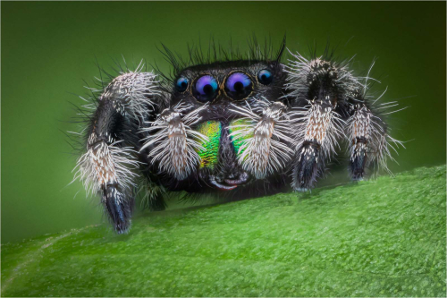Male-Phidippus-Regius, David Carine