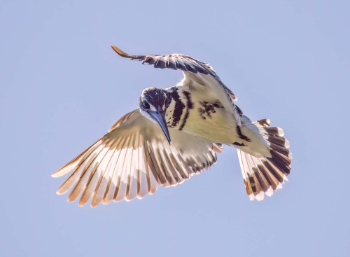 Pied-Kingfisher, Simon Roberts