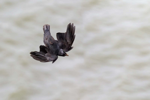 Jackdaw-Aerobatics, Tony Marsh