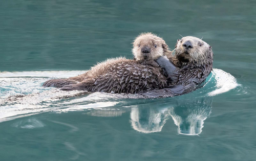 Sea-Otter-and-Young, Julie Walker