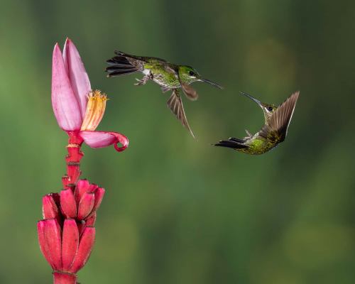 Humming-birds-flower-dispute, Tom Stenhouse
