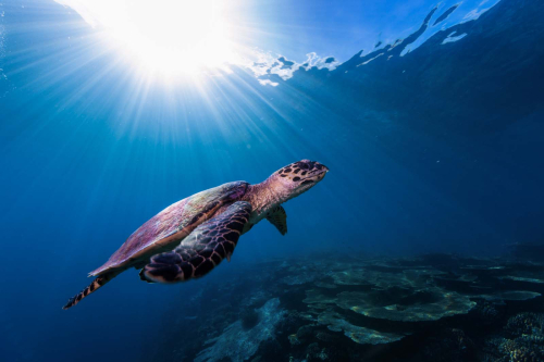 Hawksbill-Rising, David Carine