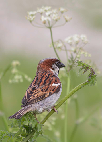 House-Sparrow-Amongst-the-Umbellifer, Patricia Rayment