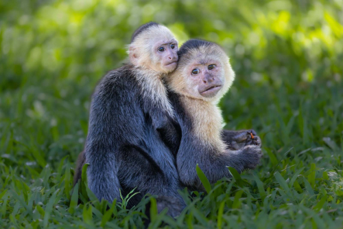 Panamanian-white-faced-Capuchin-Mother-and-Infant, Tom Stenhouse
