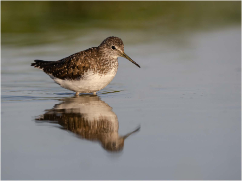 Sandpiper, Ronnie Gilbert