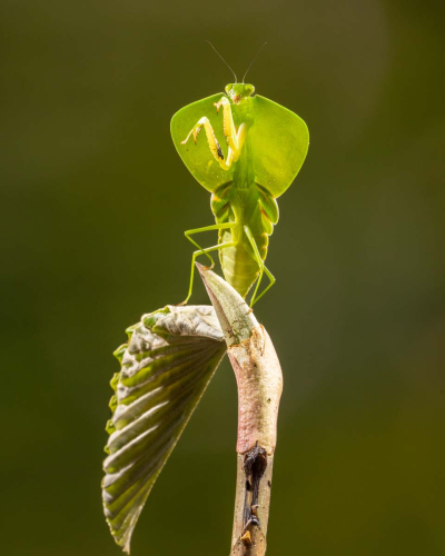 Praying Mantis, Tom Stenhouse