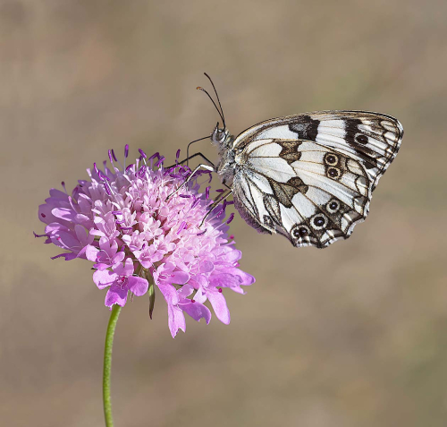 Marbled-White-on-Scabious, Patricia Rayment