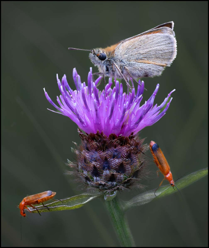Skipper-with-soldier-beetles, David Woodthorpe