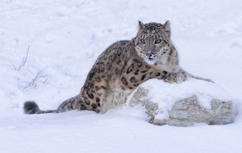 Alert-Snow-Leopard-by-Julie-Walker