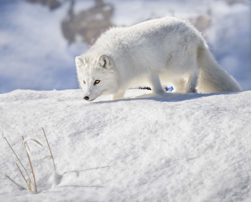 Arctic-Fox-Hunting-by-Alan-Walker