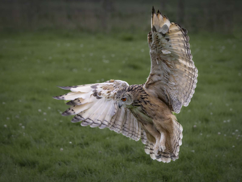 Eagle-Owl-Concentration-by-David-Woodthorpe