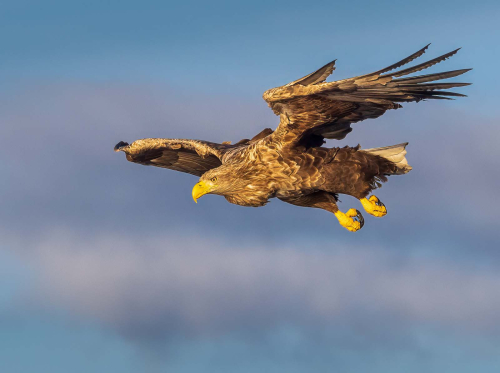 Eagle-eyed-by-Simon-Roberts