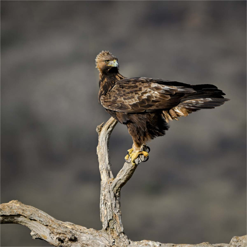 Golden-Eagle-Perched-by-Ronnie-Gilbert
