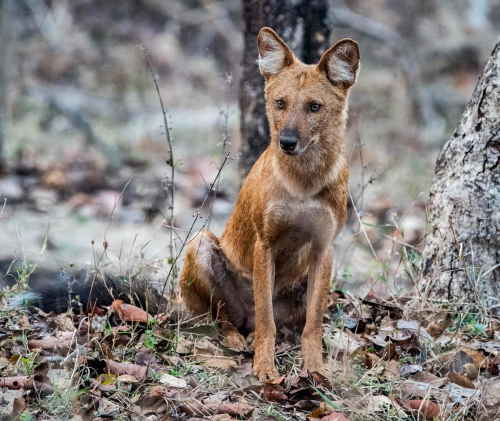 Indian-Wild-dog-by-Mike-Kidd