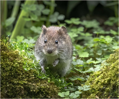Inquisitive-Vole-by-Carol-Minks