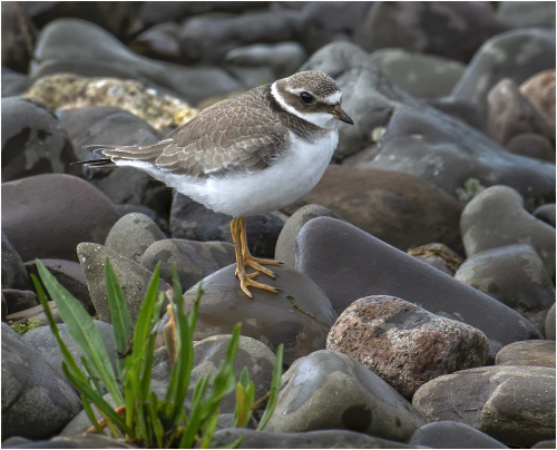 Juvenile-Ringed-Plover-by-Carol-Minks