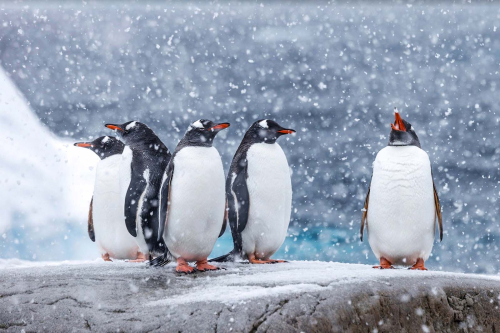 Let-It-Snow-by-Keith-Snell