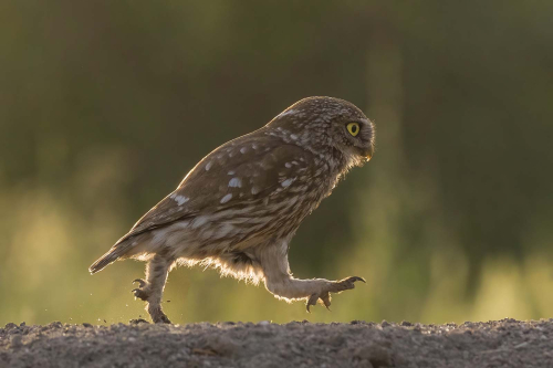 Little-Owl-on-the-Run-by-Tony-Marsh