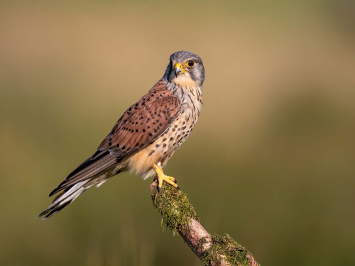 Male-Kestrel-On-Alert-by-Jeremy-Malley-Smith
