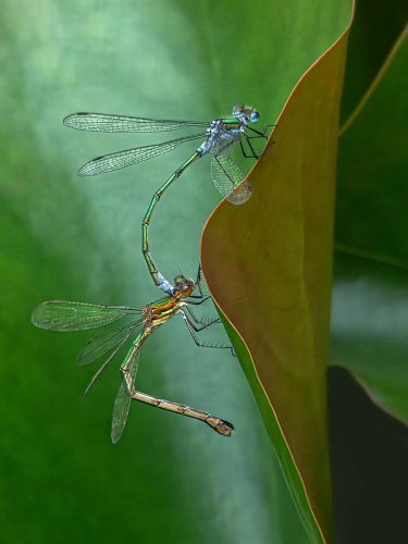 Mating Emerald Damselflies by Jo Knight