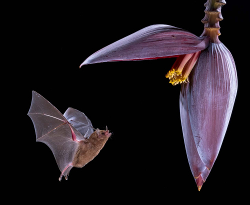 Nectar-Bat-by-Simon-Roberts