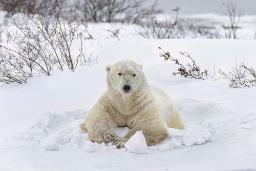 Polar-Bear-making-Snow-Angel-by-WhiedonP