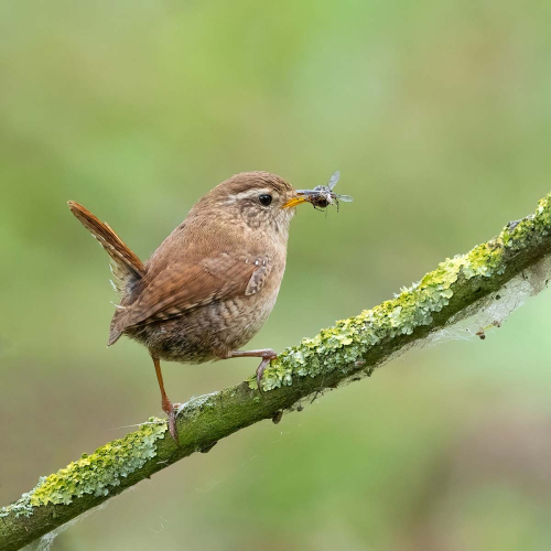 Wren-with-Prey-by-Tony-Marsh